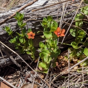 Lysimachia arvensis at Namadgi National Park - 17 Nov 2023