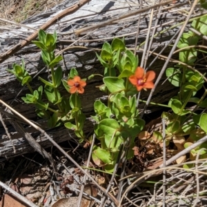 Lysimachia arvensis at Namadgi National Park - 17 Nov 2023