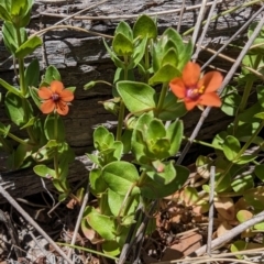 Lysimachia arvensis at Namadgi National Park - 17 Nov 2023