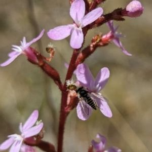 Australiphthiria (genus) at Namadgi National Park - 17 Nov 2023 12:09 PM