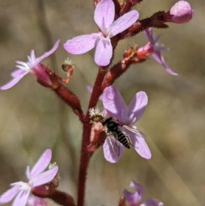 Australiphthiria (genus) (Bee fly) at Namadgi National Park - 17 Nov 2023 by drbb