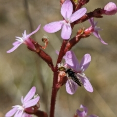 Australiphthiria (genus) at Namadgi National Park - 17 Nov 2023