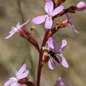 Australiphthiria (genus) at Namadgi National Park - 17 Nov 2023