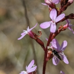 Australiphthiria (genus) at Namadgi National Park - 17 Nov 2023 12:09 PM