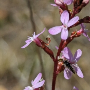 Australiphthiria (genus) at Namadgi National Park - 17 Nov 2023