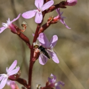 Australiphthiria (genus) at Namadgi National Park - 17 Nov 2023