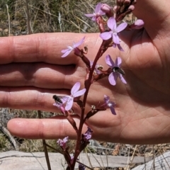 Australiphthiria (genus) at Namadgi National Park - 17 Nov 2023