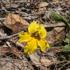 Goodenia paradoxa (Spur Goodenia) at Namadgi National Park - 17 Nov 2023 by drbb