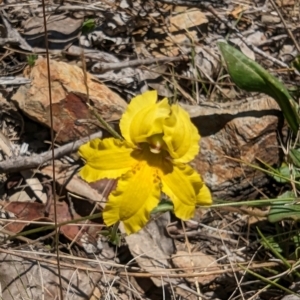 Goodenia paradoxa at Namadgi National Park - 17 Nov 2023