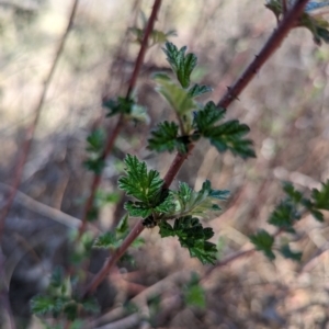 Rubus parvifolius at Namadgi National Park - 17 Nov 2023 12:20 PM