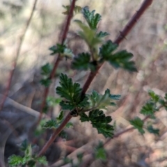 Rubus parvifolius at Namadgi National Park - 17 Nov 2023 12:20 PM