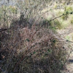 Rubus parvifolius at Namadgi National Park - 17 Nov 2023 12:20 PM