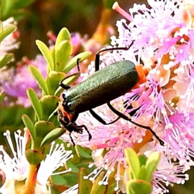 Chauliognathus lugubris (Plague Soldier Beetle) at Goulburn, NSW - 12 Nov 2023 by Milly