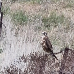Falco berigora (Brown Falcon) at Gungaderra Grasslands - 16 Nov 2023 by ChrisHolder