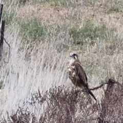 Falco berigora (Brown Falcon) at Crace, ACT - 16 Nov 2023 by ChrisHolder