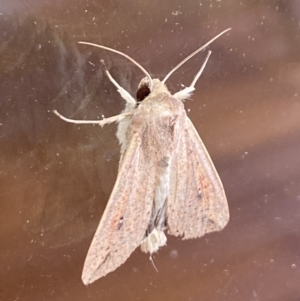 Mythimna (Pseudaletia) convecta at Aranda, ACT - 1 Feb 2022