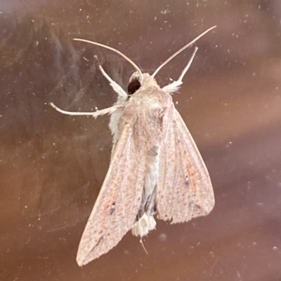 Mythimna (Pseudaletia) convecta (Common Armyworm) at Aranda, ACT - 31 Jan 2022 by Jubeyjubes