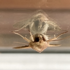 Mythimna (Pseudaletia) convecta at Aranda, ACT - 1 Feb 2022