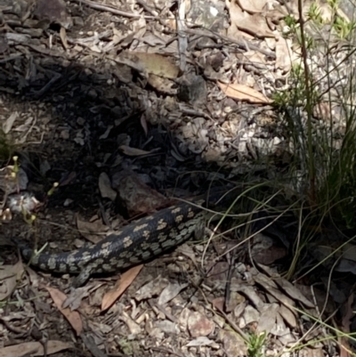 Tiliqua nigrolutea (Blotched Blue-tongue) at Alpine National Park - 30 Dec 2021 by Jubeyjubes