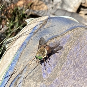 Scaptia sp. (genus) at Kosciuszko National Park - 29 Dec 2021 11:41 AM