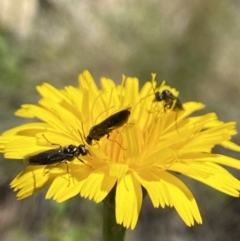 Eurys sp. (genus) (Eurys sawfly) at Kosciuszko National Park - 29 Dec 2021 by Jubeyjubes
