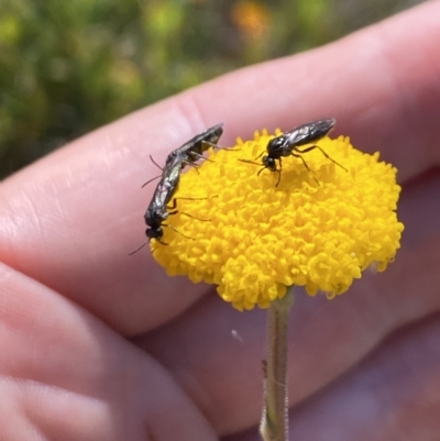 Eurys sp. (genus) (Eurys sawfly) at Kosciuszko National Park - 29 Dec 2021 by Jubeyjubes