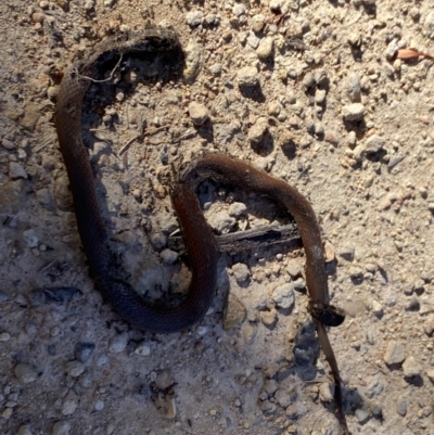 Unidentified Snake at Cobberas, VIC - 29 Dec 2021 by Jubeyjubes