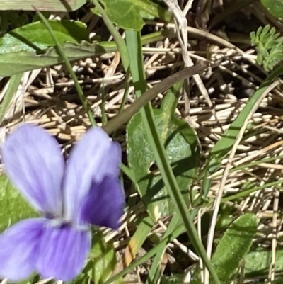 Viola betonicifolia (Mountain Violet) at Kosciuszko National Park - 28 Dec 2021 by Jubeyjubes