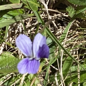 Viola betonicifolia at Kosciuszko National Park - 28 Dec 2021 11:23 AM