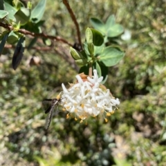 Pimelea ligustrina subsp. ciliata at Kosciuszko National Park - 28 Dec 2021 by Jubeyjubes