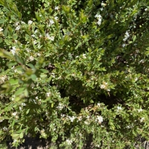 Pimelea ligustrina subsp. ciliata at Kosciuszko National Park - 28 Dec 2021