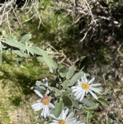 Olearia phlogopappa subsp. flavescens (Dusty Daisy Bush) at Kosciuszko National Park - 28 Dec 2021 by Jubeyjubes