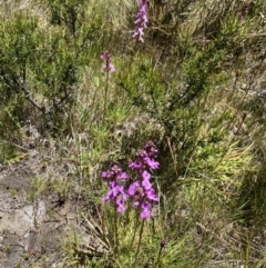 Stylidium montanum (Alpine Triggerplant) at Kosciuszko National Park - 28 Dec 2021 by Jubeyjubes