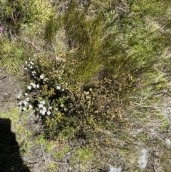 Epacris breviflora (Drumstick Heath) at Kosciuszko National Park - 28 Dec 2021 by Jubeyjubes