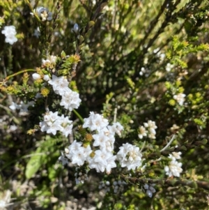 Epacris breviflora at Kosciuszko National Park - 28 Dec 2021 12:41 PM