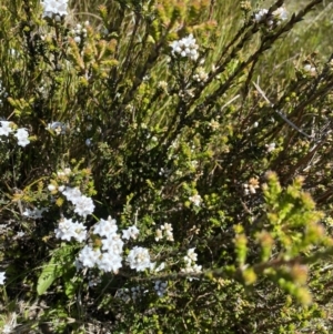 Epacris breviflora at Kosciuszko National Park - 28 Dec 2021 12:41 PM