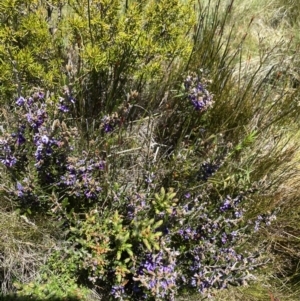 Hovea montana at Kosciuszko National Park - 28 Dec 2021