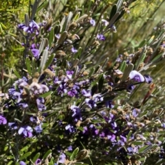 Hovea montana at Kosciuszko National Park - 28 Dec 2021