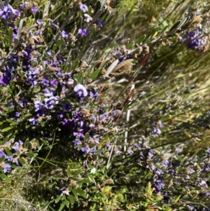 Hovea montana at Kosciuszko National Park - 28 Dec 2021