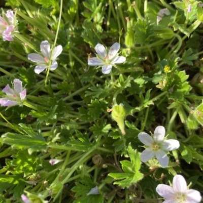 Geranium antrorsum (Rosetted Cranesbill) at Alpine National Park - 29 Dec 2021 by Jubeyjubes