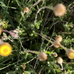 Leptorhynchos squamatus subsp. alpinus (Scaly Buttons) at Alpine National Park - 29 Dec 2021 by Jubeyjubes