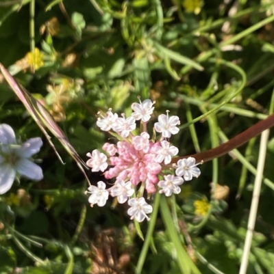 Trachymene humilis subsp. humilis (Alpine Trachymene) at Alpine National Park - 29 Dec 2021 by Jubeyjubes