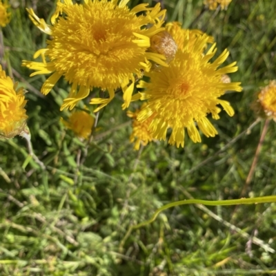 Podolepis sp. at Alpine National Park - 29 Dec 2021 by Jubeyjubes