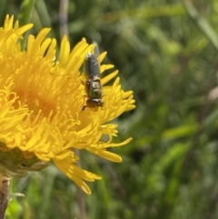 Odontomyia sp. (genus) (A soldier fly) at Alpine National Park - 29 Dec 2021 by Jubeyjubes