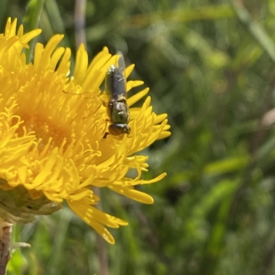 Odontomyia sp. (genus) (A soldier fly) at Alpine National Park - 29 Dec 2021 by Jubeyjubes