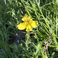Goodenia paradoxa (Spur Goodenia) at Alpine National Park - 29 Dec 2021 by Jubeyjubes