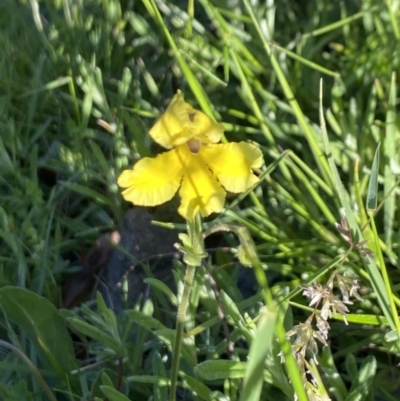 Goodenia paradoxa (Spur Goodenia) at Alpine National Park - 29 Dec 2021 by Jubeyjubes