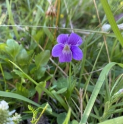 Viola betonicifolia at Alpine National Park - 29 Dec 2021 07:13 PM