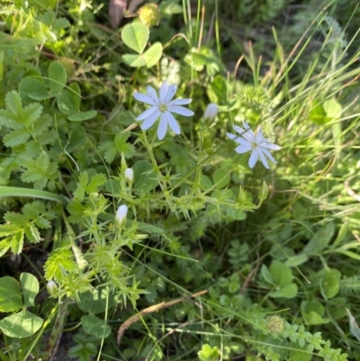 Stellaria pungens (Prickly Starwort) at Alpine National Park - 29 Dec 2021 by Jubeyjubes