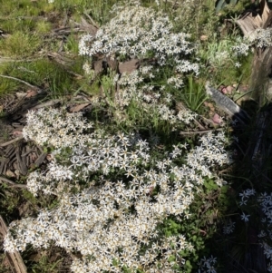 Olearia erubescens at Kosciuszko National Park - 29 Dec 2021